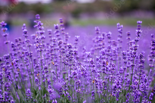 Lavender flower close up in a field in Korea 