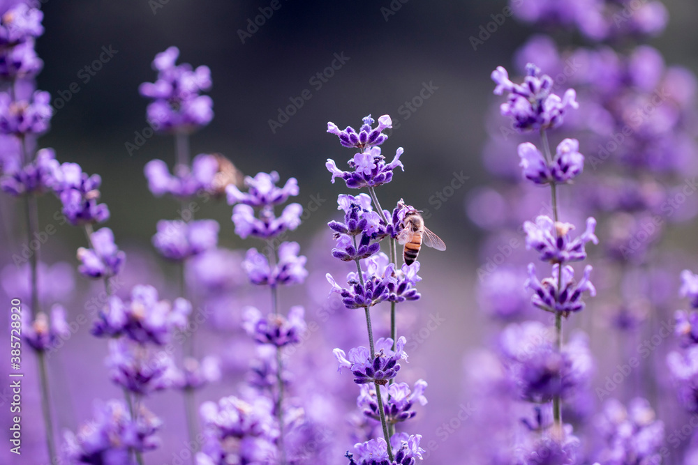 Obraz premium Lavender flower close up in a field in Korea 
