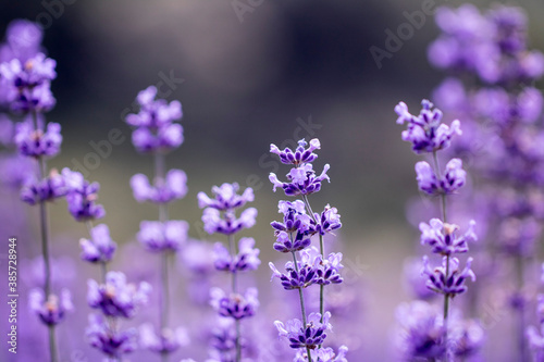 Lavender flower close up in a field in Korea 