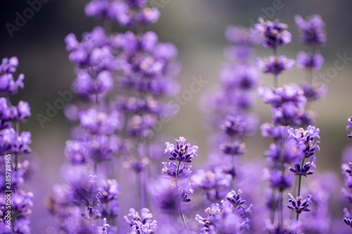 Lavender flower close up in a field in Korea 