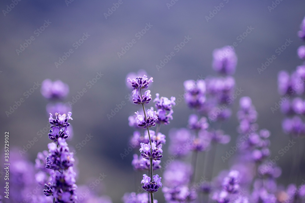 Fototapeta premium Lavender flower close up in a field in Korea 