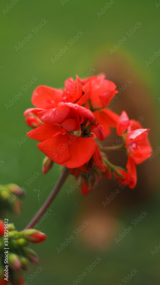 Pétunia d'un rouge vif, sur un fond verdoyant Pétunia d'un rouge vif, sur un fond verdoyant