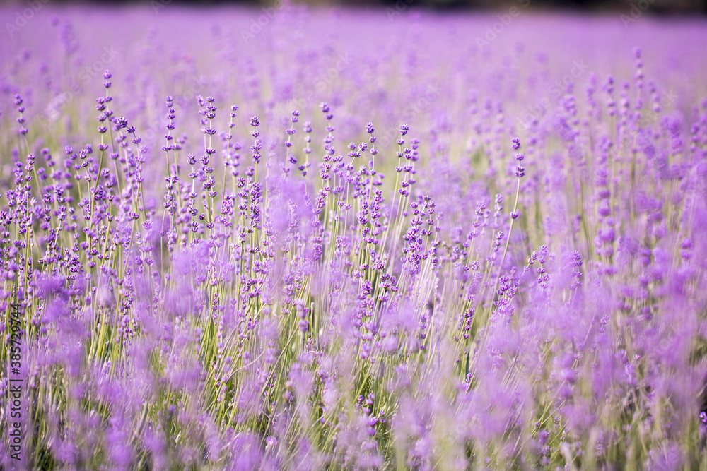 Fototapeta premium Lavender flower close up in a field in Korea 