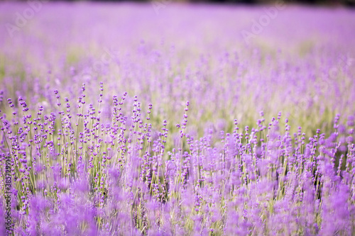 Lavender flower close up in a field in Korea 