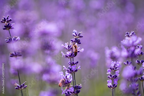 Lavender flower close up in a field in Korea © 기원 이