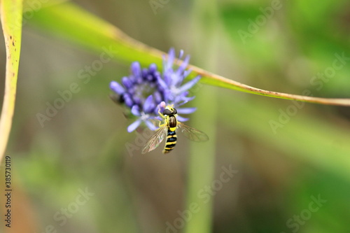 Syrphe sur une petite fleur bleue photo