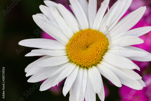 Daisies in the meadow and garden with beautiful white petals and white flowers in full bloom  like a spring flower and summer bloom.