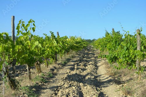 Landscape of vineyard. Countryside wine making valley