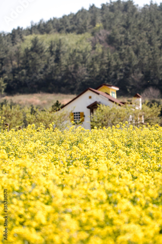 Rapeseed flowers on the field blossoms in spring time 