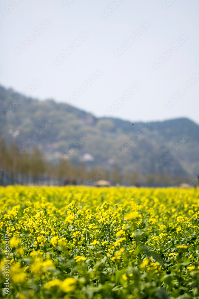 Fototapeta premium Rapeseed flowers on the field blossoms in spring time 