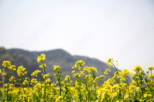 Rapeseed flowers on the field blossoms in spring time  © 기원 이
