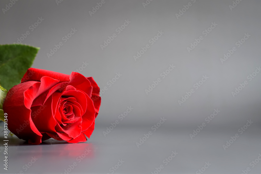 Fototapeta premium Beautiful red rose with green foliage on a gray background.