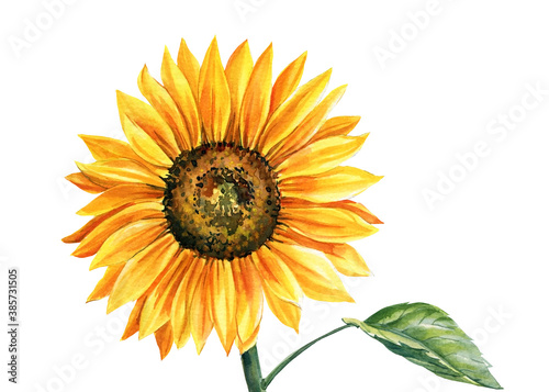 Sunflower isolated on white background, watercolor botanical illustration, hand drawing, yellow flower © Hanna