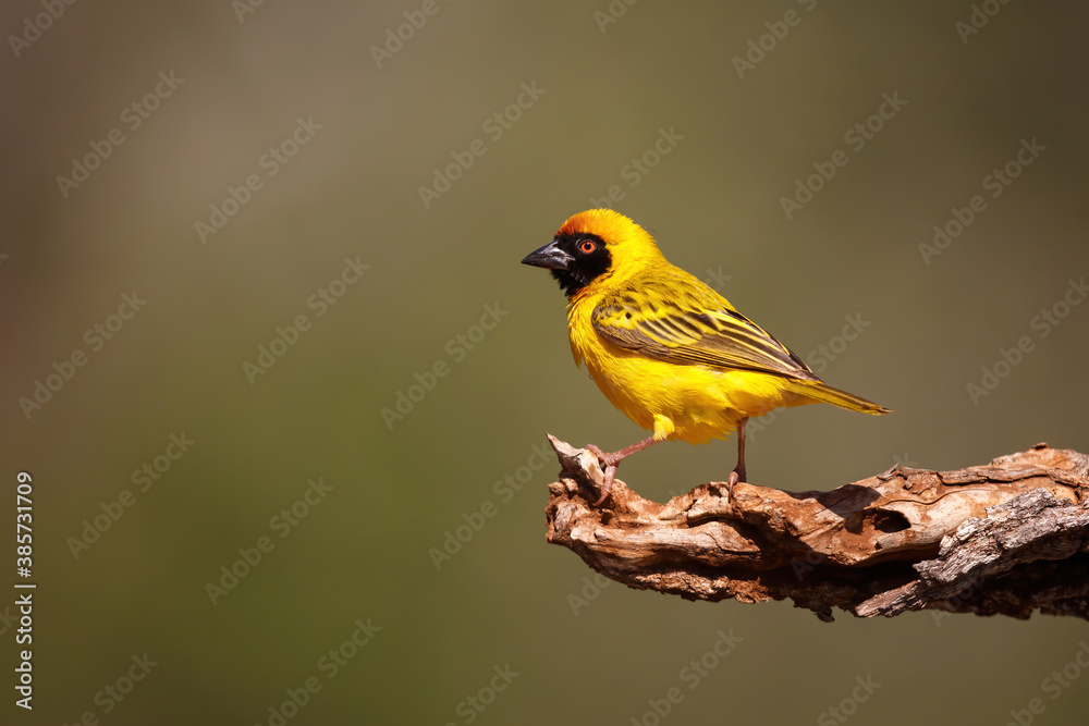 Southern masked weaver sitting on a branch in a game reserve near Mkuze in South Africa