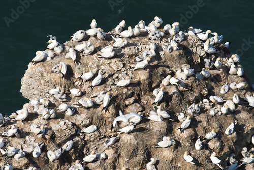 Gannets on the rocks 