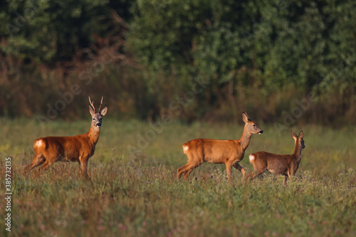 A roe deer family walks through a green field in the early mornings