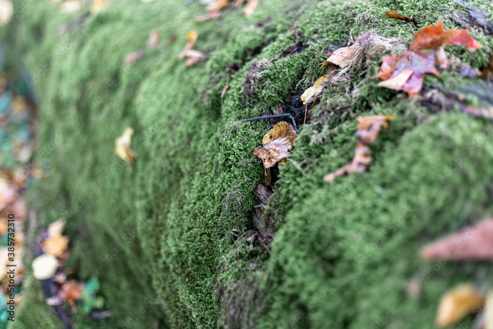 Felled timber in the forest covered with moss Felled timber in the forest covered with moss