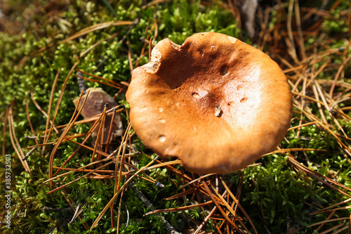 Edible mushrooms grow in the forest