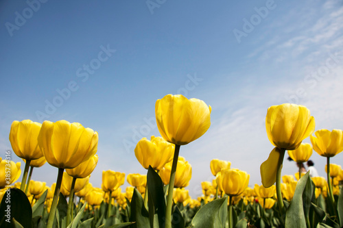 Beautiful spring tulips on the field 