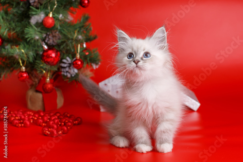 fluffy grey kitten on red background, Christmas tree, New year background