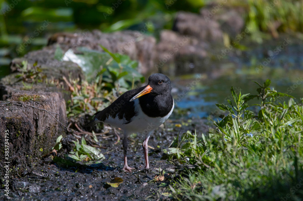 Oystercatcher at a pond on the island Drottningholm in Stockholm