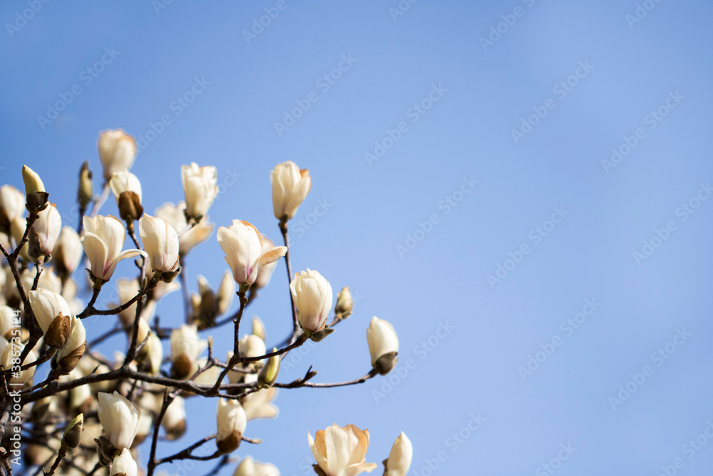 Magnolia white blossom tree flowers, close up branch, outdoor.
Magnolia white blossom tree flowers, close up branch, outdoor.