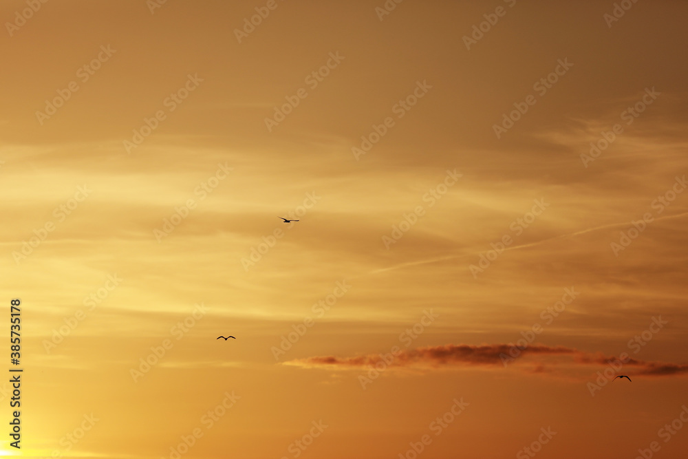 Beautiful Seagulls flying on the sunset orange sky background