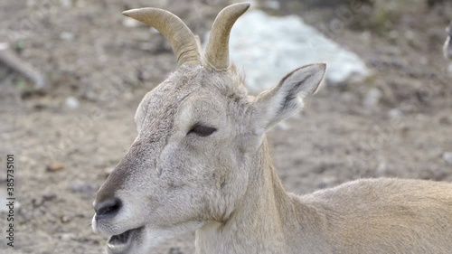 A closer look of the chinese baral chewing  photo