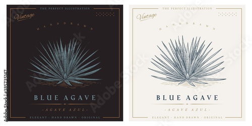 Vintage agave azul detailed engraved style illustration. Blue agave sketch photo