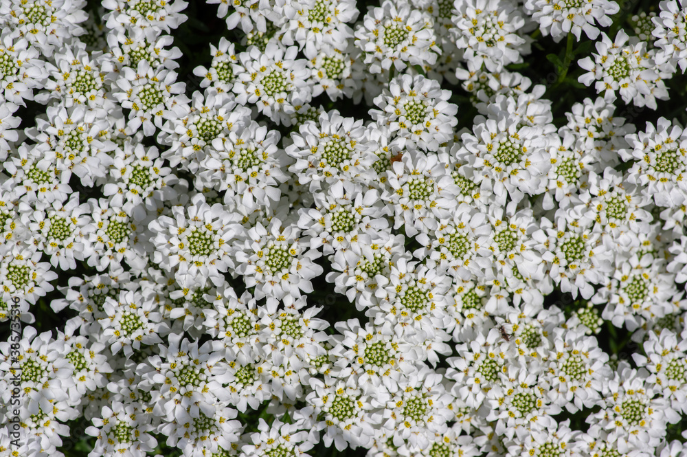 Iberis sempervirens evergreen candytuft perenial flowers in bloom, group of white springtime flowering rock plants Iberis sempervirens evergreen candytuft perenial flowers in bloom, group of white springtime flowering rock plants