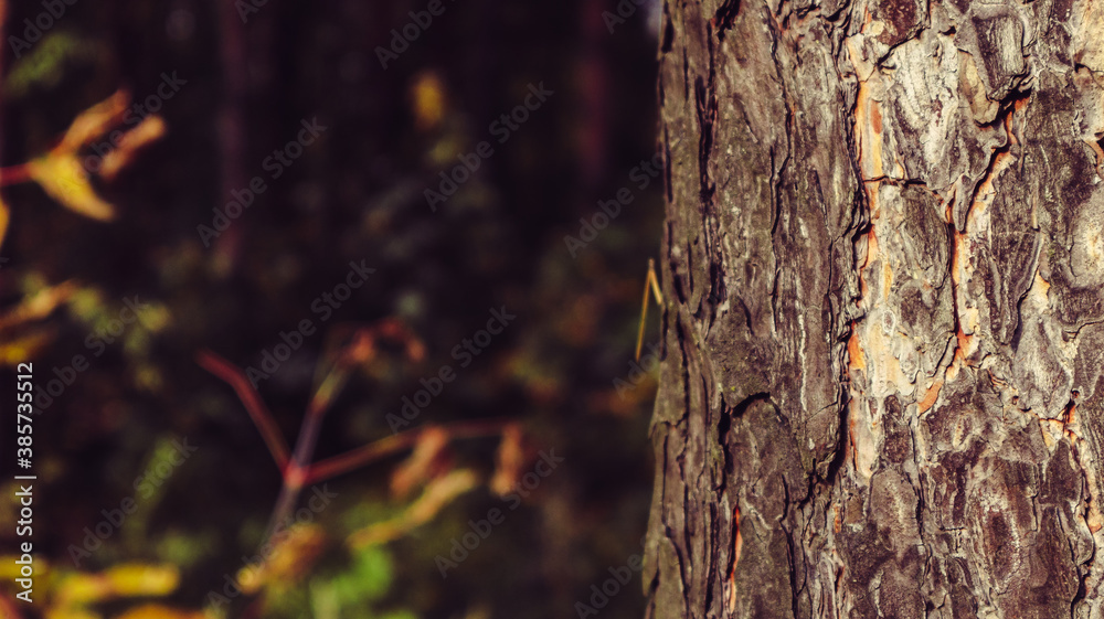 Obraz premium Close up pine tree trunk on blurry background of dark autumn forest, copy space design mockup