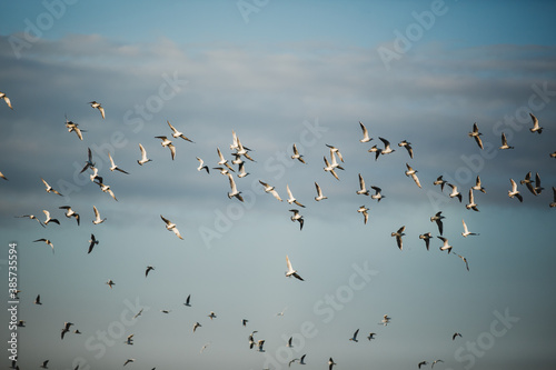 Flock of seagulls flying in the air on blue sky background on sunny day