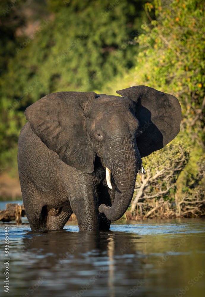 Vertical portrait of a young elephant bull with broken tusk standing in water in Chobe River in Botswana