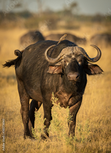 Vertical portrait of an adult buffalo standing in dry grass in Botswana
