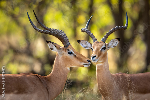 Fotografía Two male impala in Khwai River in Okavango Delta in Botswana