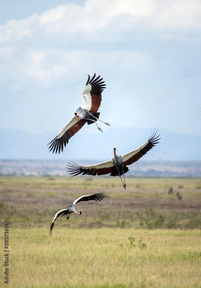 Fototapeta premium Three grey crowned cranes flying together in Amboseli in Kenya