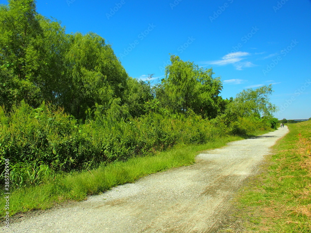 江戸川河川敷の夏木立と夏草と砂利道風景