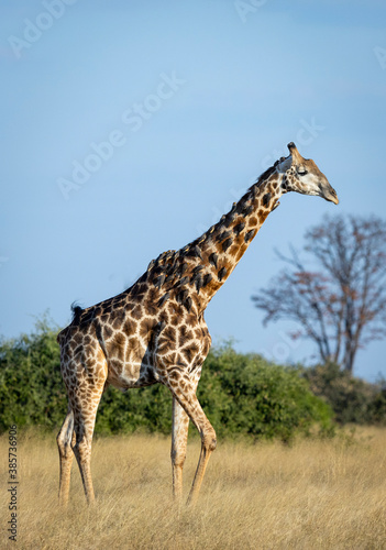 Vertical portrait of an adult male giraffe with ox peckers siting on its neck in Savuti in Botswana