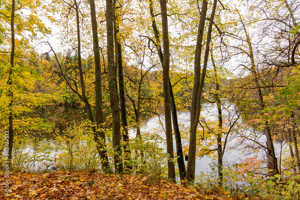 Fototapeta premium Lush autumn scene at the river Perse (Pērse) in Koknese in October in Latvia in Koknese in October in Latvia