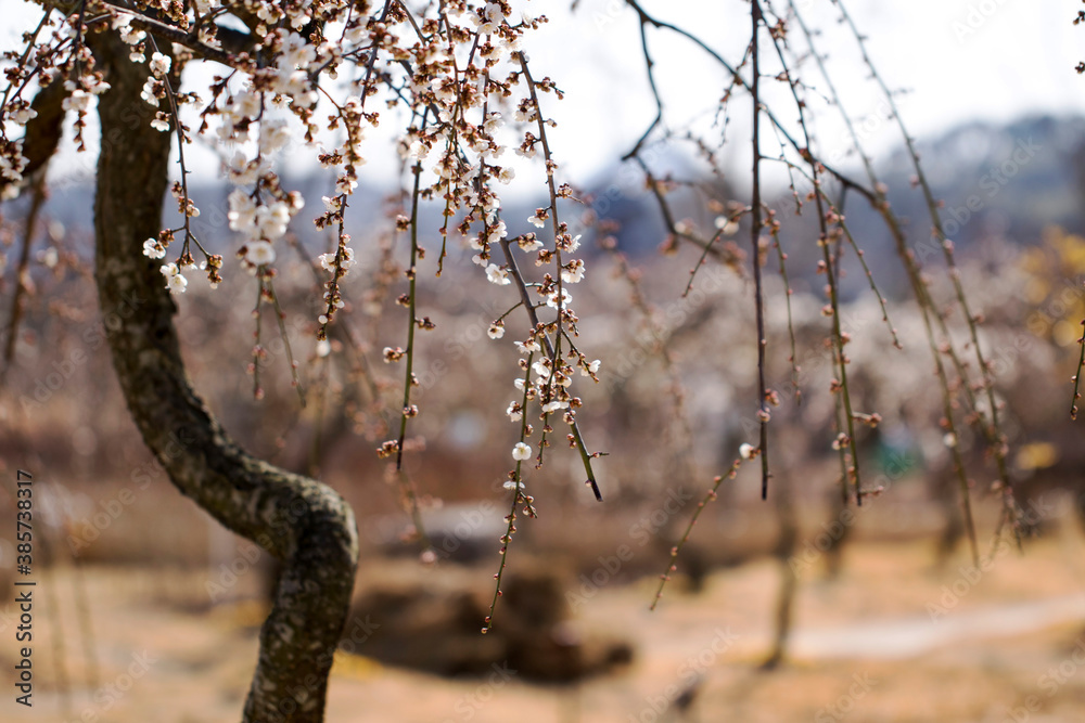Blossoming of the apricot tree in spring time with beautiful flowers.Natural seasonal background.
Blossoming of the apricot tree in spring time with beautiful flowers.Natural seasonal background.