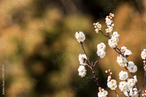 Blossoming of the apricot tree in spring time with  beautiful flowers.Natural seasonal background.  © 기원 이