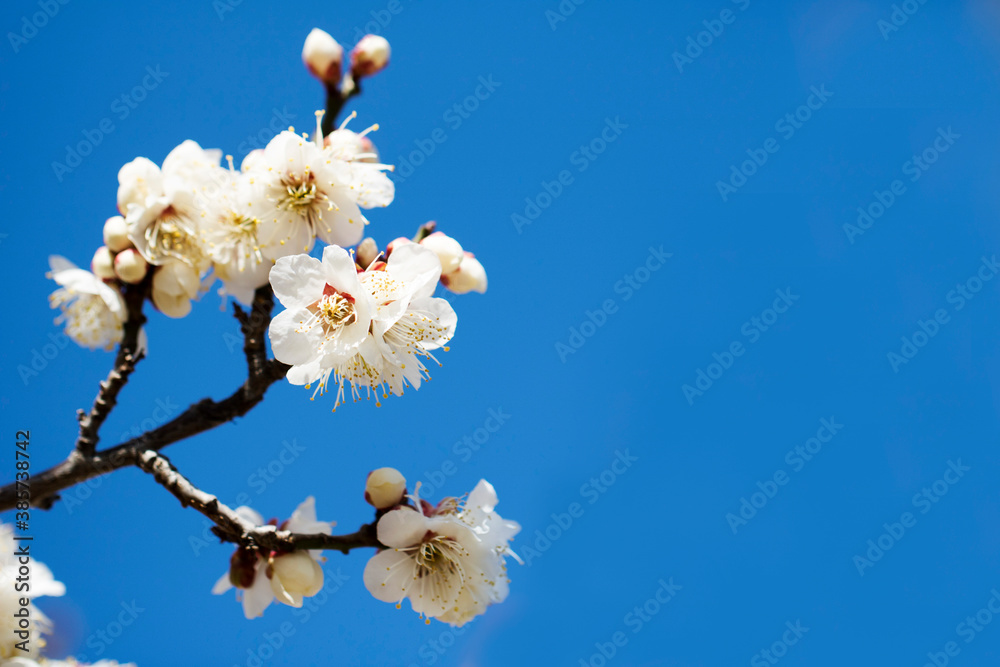 Blossoming of the apricot tree in spring time with beautiful flowers.Natural seasonal background.
Blossoming of the apricot tree in spring time with beautiful flowers.Natural seasonal background.