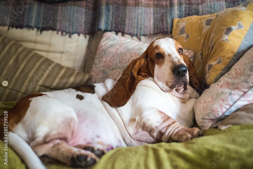 Basset hound dog resting on the sofa