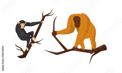 Monkey with Orangoutang Sitting on Tree Branch Vector Set