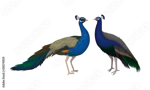 Peafowl or Peacock as Bird Specie with Extravagant Plumage Vector Set