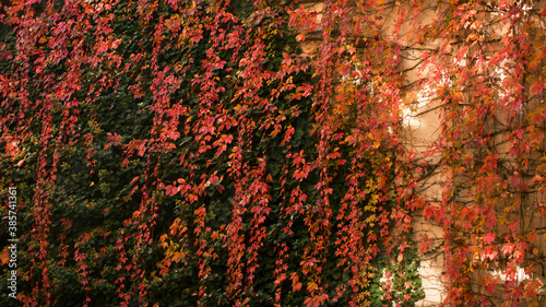 Wallpaper del muro cubierto de hiedra en otoño - apaisado photo