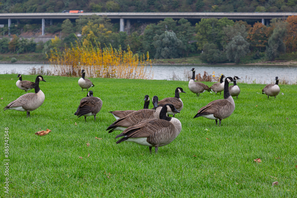 A group of canada geese (branta canadensis) on a grassland beside the river Rhine A group of canada geese (branta canadensis) on a grassland beside the river Rhine