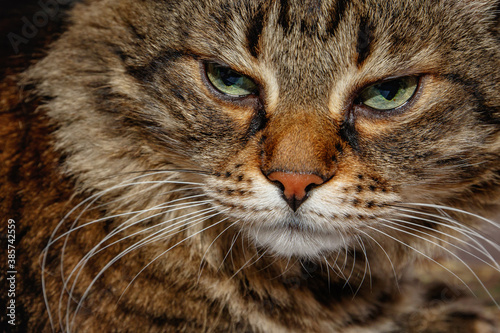 Portrait of a beautiful large Siberian cat