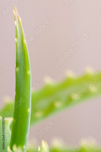 Aloe vera leaf with spikes and thorns macro growing up among other leaves on blur natural background