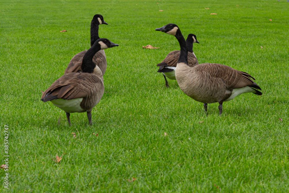 A group of canada geese (branta canadensis) on a meadow A group of canada geese (branta canadensis) on a meadow